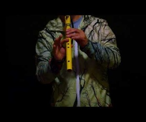 Stellar Premiere G Flöte - gelbe Kiefer